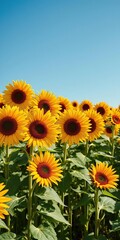 Vibrant field of blooming sunflowers under a clear blue sky, growth, yellow, agriculture