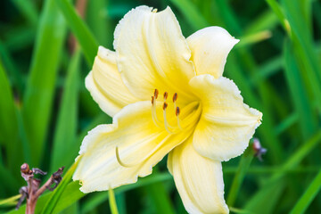 Fototapeta premium A yellow daylily flower, latin name Hemerocallis lilioasphodelus, at sunset. It is also known as the lemon daylily.