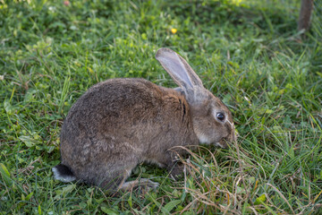 House Rabbit Care Behavior in October in Romania, 2024