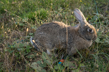 House Rabbit Care Behavior in October in Romania, 2024