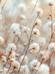 Naklejka premium White flowers in a field