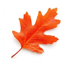Obraz premium Vibrant Autumn Oak Leaf in Closeup on White Background