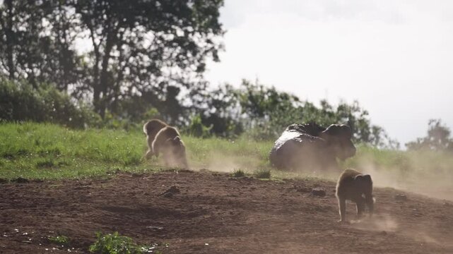 The Leader of Flock Runs Across the Field