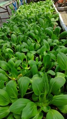 Fresh vegetables in the market