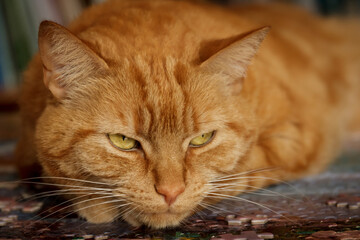 Orange tabby cat laying on puzzle, looking annoyed