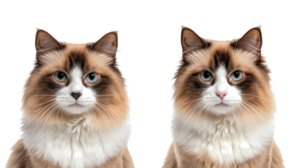 Fluffy Ragdoll Cats Posing for the Camera in Playful Expression Generative AI