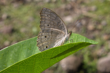 brownish white butterfly on leaf