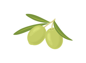 Green olive branch with leaf isolated on white background. Vector icon. Cartoon flat illustration.