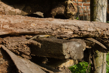 Fototapeta premium lizard on a pile of wood