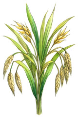 Fototapeta premium Lush Green Wheat Plant with Golden Ears in Watercolor Style