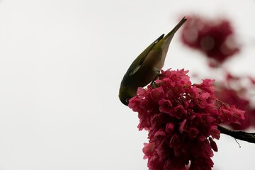 Zosterops Lateralis on Blossoming Prunus Campanulata: Colorful Bird and Floral Scene
