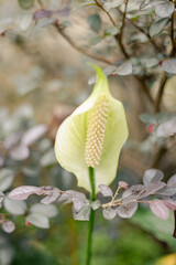 White anthurium flower