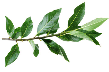 Fototapeta premium Laurel branch on transparent background.