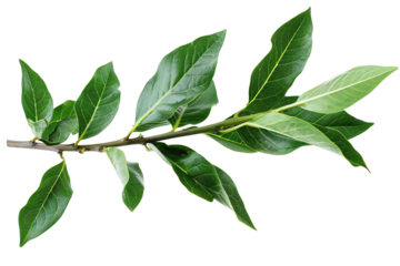 Laurel branch on transparent background.