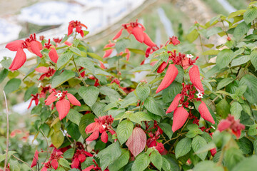 Red Mussaenda in the garden
