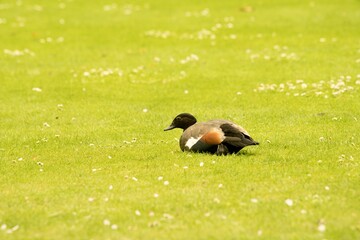 Duck Sitting on the Lawn: Charming Nature Moment