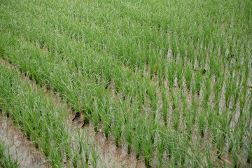 Fototapeta premium rice field in the morning