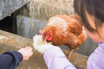  餌を食べさせてもらうチャボ