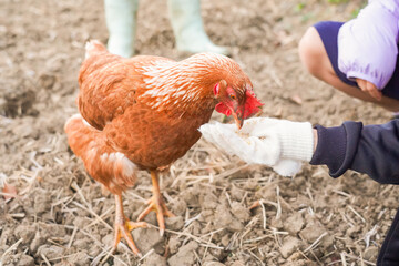 餌を食べるチャボ