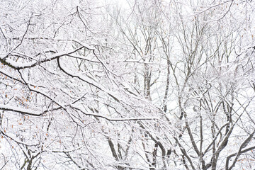 Snow Covered Tree Branches In A Winter Forest