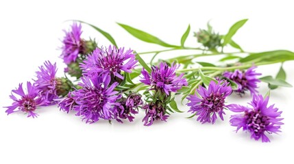 Obraz premium Detailed capture of centaurea montana blooms on white background showcases purple petals and green foliage.