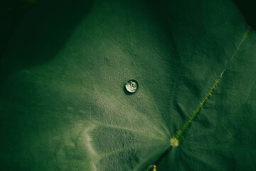  cold-resistant water lily and tropical water lily. Cold-hardy water lilies only bloom during the...