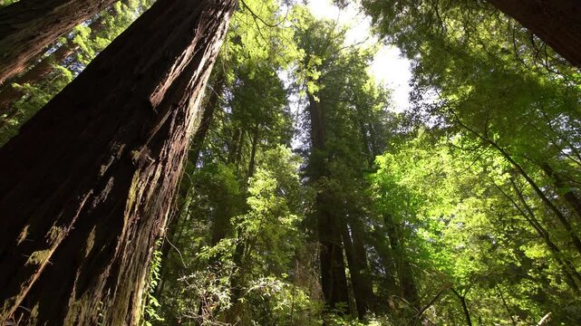 Redwood National Park Breathtaking view of giant forest California USA World Heritage SIte