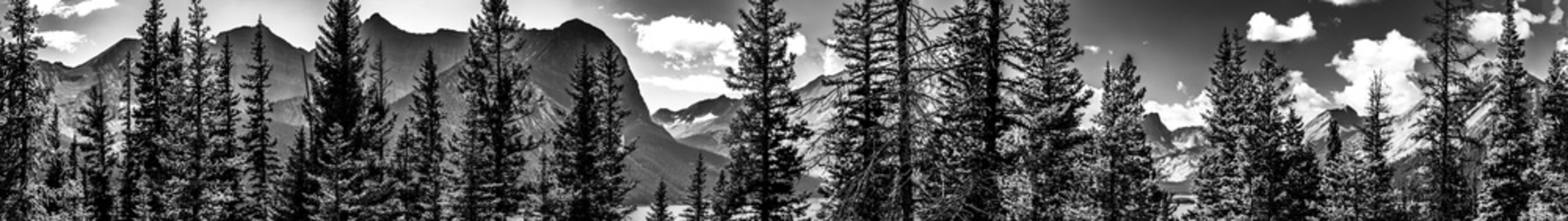 Panoramic view of temperate coniferous forests ecoregion in an Alberta Mountain range. 