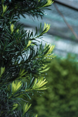 Podocarpus macrophyllushas many sharp and jagged eyes. The fruit of Podocarpus macrophyllus is green when young and Podocarpus macrophyllus turns brown when old.