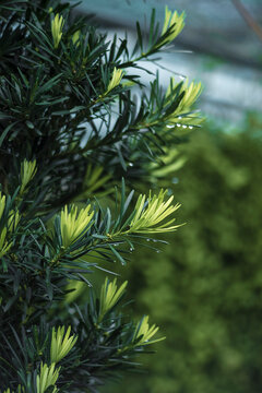 Podocarpus macrophyllushas many sharp and jagged eyes. The fruit of Podocarpus macrophyllus is green when young and Podocarpus macrophyllus turns brown when old.