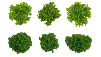 Vibrant Green Creepers on Transparent Background Generative AI