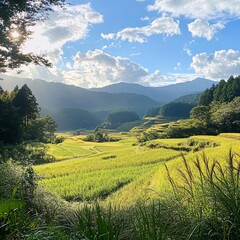 Obraz premium rice field