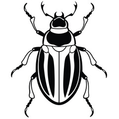 beetle vector illustration black and white 