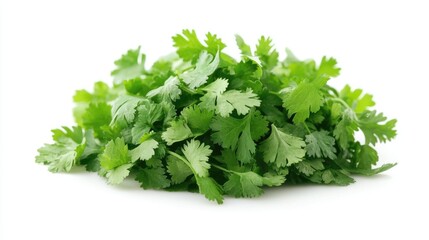 Fresh Coriander On White Background