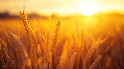 Golden sunlight illuminates ripe wheat ears in the foreground creating a beautiful contrast against the warm hues of the sunset