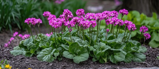 Fototapeta premium Primula Sieboldii In The Medicinal Botanical Garden