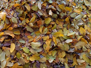 Background of yellow and green fallen autumn leaves. Natural autumn background of nutty yellow...