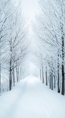 Naklejka premium Frostcovered trees framing a gentle snowladen path, atmospheric winter mist settling between the branches Snow path, mystical forest scene