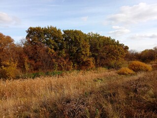 Autumn landscape. The trees are covered with yellow leaves. A picturesque forest strip in the field.