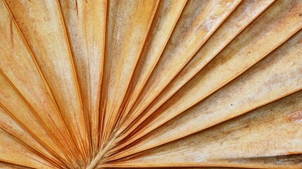 Close up texture of a dried palm tree leaf on a natural background