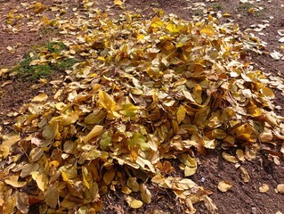 A lot of yellow fallen leaves in a neat pile in the yard. Fallen walnut leaves.
