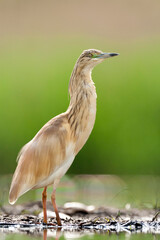 Ralreiger, Squacco Heron, Ardeola ralloides