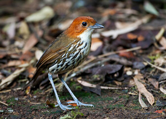Roestkapmierpitta, Chestnut-crowned Antpitta, Grallaria ruficapilla