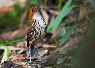 Roestkapmierpitta, Chestnut-crowned Antpitta, Grallaria ruficapilla