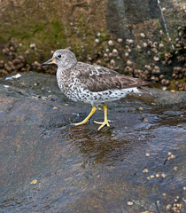 Brandingloper, Surfbird, Calidris virgata