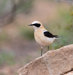 Westelijke Blonde Tapuit, Western Black-eared Wheatear, Oenanthe hispanica