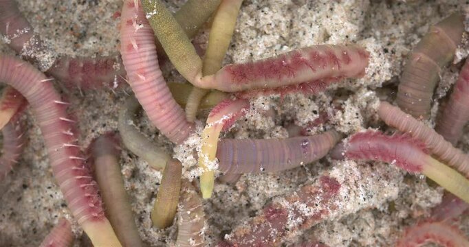 Colony of Arenicola marina worms close-up, class Polychaeta. They inhabit the intertidal zone and dig holes in silty-sandy soil. White Sea