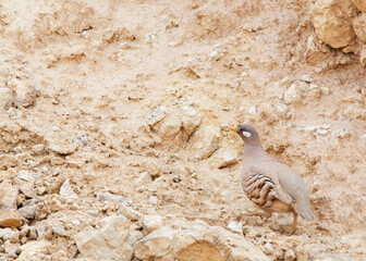 Sand Partridge, Ammoperdix heyi