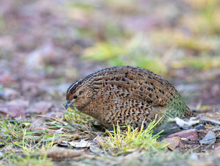 Brown Quail, Synoicus ypsilophorus