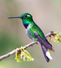 Fototapeta premium Purple-bibbed Whitetip, Urosticte benjamini